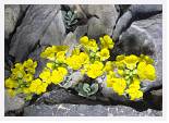 Alyssum handelii * Golden Alyssum - Mitikas, Mt Olympus - June 1985 * 4435 x 3181 * (4.5MB)